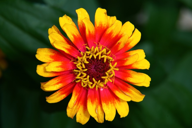 Hippie-flower_-_Virginia_-_ForestWander